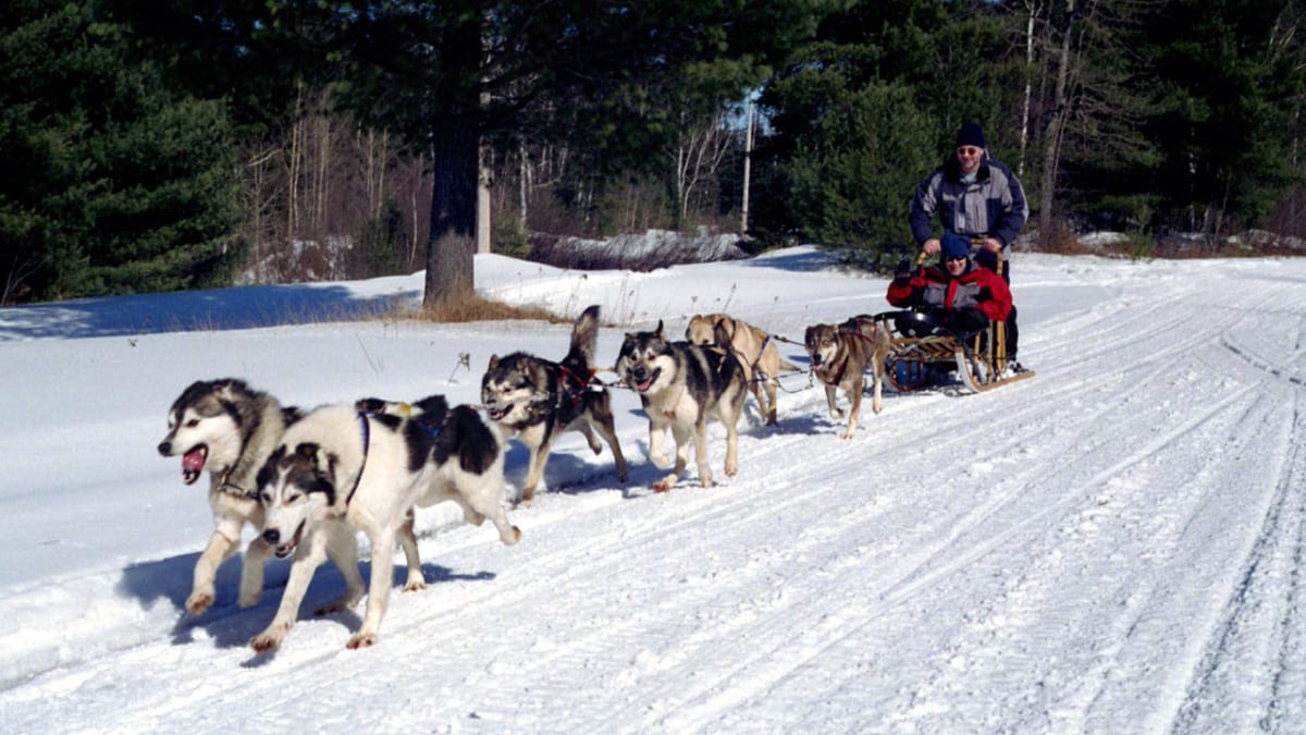 Dog Sledding Day Trips - Algonquin Park | Call Of The Wild